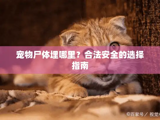 宠物尸体埋哪里？合法安全的选择指南