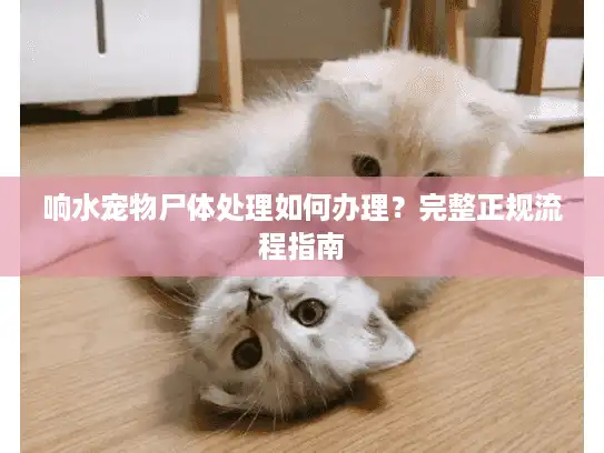 响水宠物尸体处理如何办理？完整正规流程指南