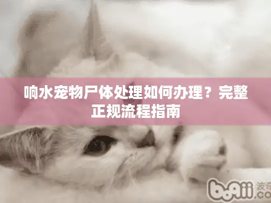 响水宠物尸体处理如何办理？完整正规流程指南