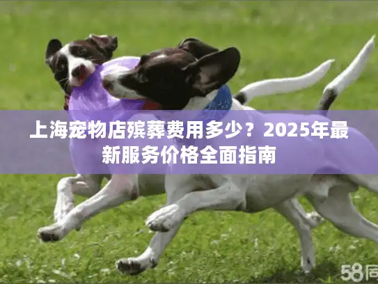 上海宠物店殡葬费用多少？2025年最新服务价格全面指南