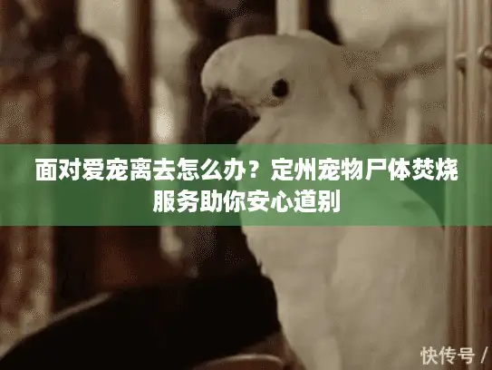面对爱宠离去怎么办？定州宠物尸体焚烧服务助你安心道别