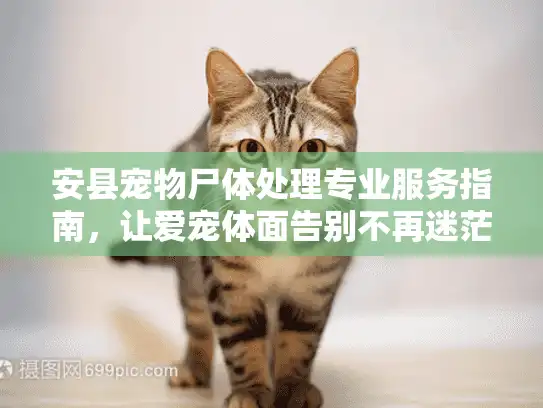 安县宠物尸体处理专业服务指南，让爱宠体面告别不再迷茫