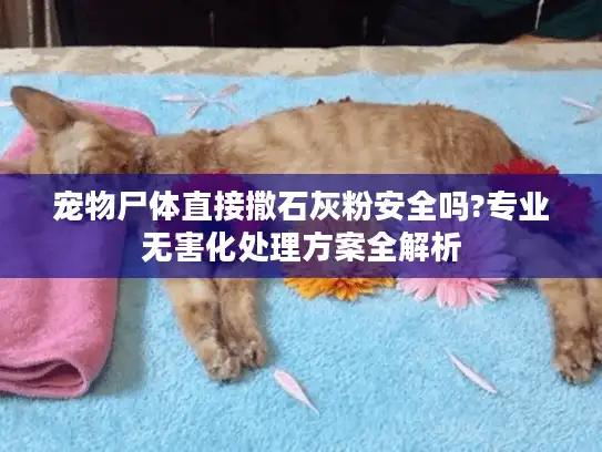 宠物尸体直接撒石灰粉安全吗?专业无害化处理方案全解析