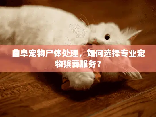 曲阜宠物尸体处理，如何选择专业宠物殡葬服务？