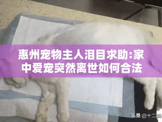 惠州宠物主人泪目求助:家中爱宠突然离世如何合法处理遗体?