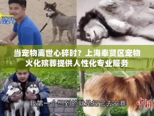 当宠物离世心碎时？上海奉贤区宠物火化殡葬提供人性化专业服务