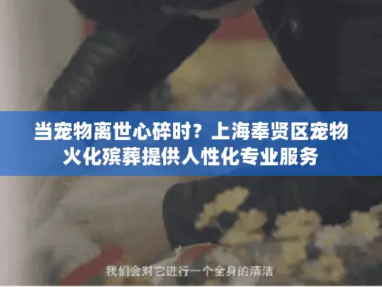 当宠物离世心碎时？上海奉贤区宠物火化殡葬提供人性化专业服务