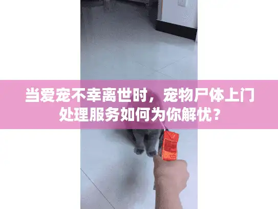 当爱宠不幸离世时，宠物尸体上门处理服务如何为你解忧？
