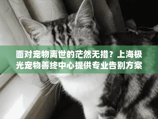 面对宠物离世的茫然无措？上海极光宠物善终中心提供专业告别方案