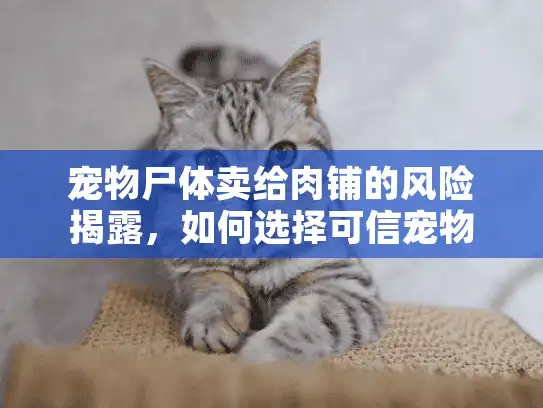 宠物尸体卖给肉铺的风险揭露，如何选择可信宠物殡葬服务