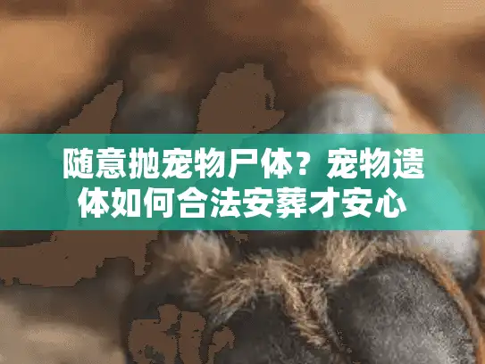 随意抛宠物尸体？宠物遗体如何合法安葬才安心