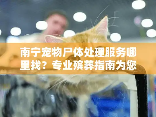 南宁宠物尸体处理服务哪里找？专业殡葬指南为您指路