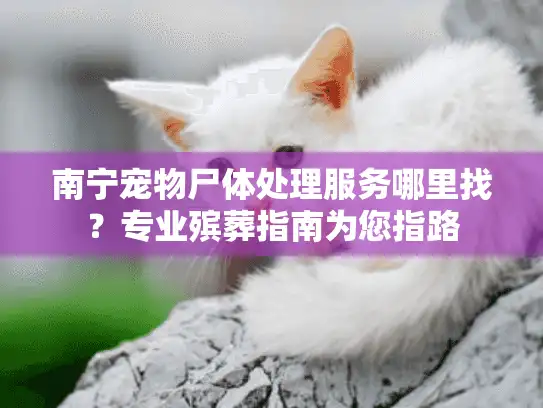 南宁宠物尸体处理服务哪里找？专业殡葬指南为您指路