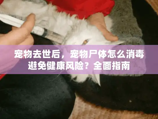 宠物去世后，宠物尸体怎么消毒避免健康风险？全面指南