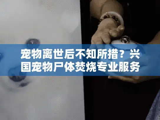 宠物离世后不知所措？兴国宠物尸体焚烧专业服务全解析