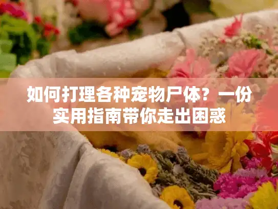 如何打理各种宠物尸体？一份实用指南带你走出困惑