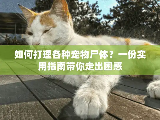 如何打理各种宠物尸体？一份实用指南带你走出困惑