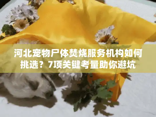 河北宠物尸体焚烧服务机构如何挑选？7项关键考量助你避坑