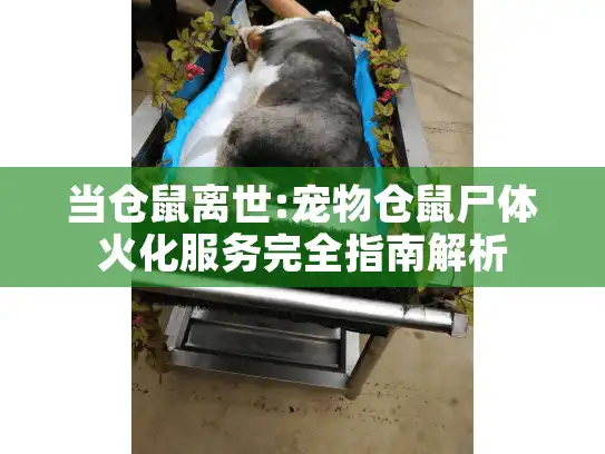 当仓鼠离世:宠物仓鼠尸体火化服务完全指南解析