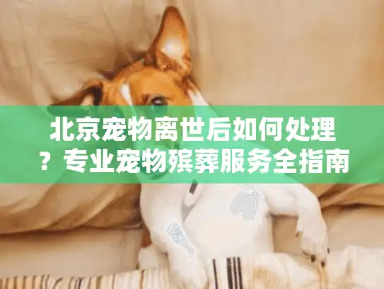 北京宠物离世后如何处理？专业宠物殡葬服务全指南
