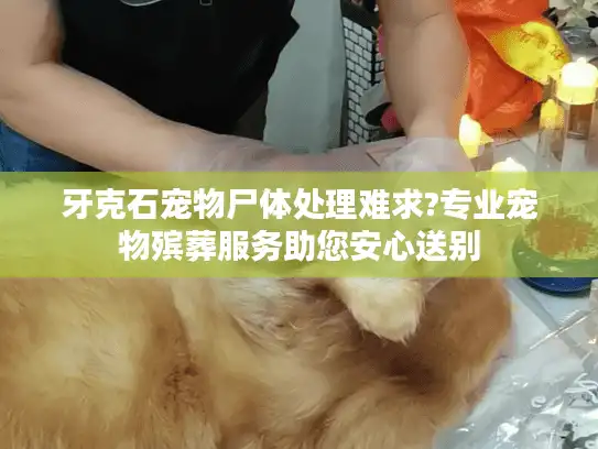 牙克石宠物尸体处理难求?专业宠物殡葬服务助您安心送别