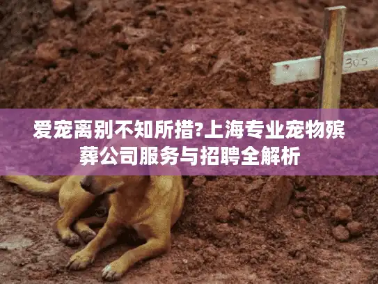 爱宠离别不知所措?上海专业宠物殡葬公司服务与招聘全解析