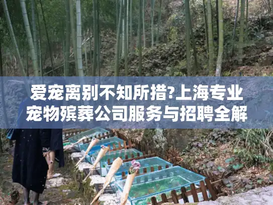 爱宠离别不知所措?上海专业宠物殡葬公司服务与招聘全解析