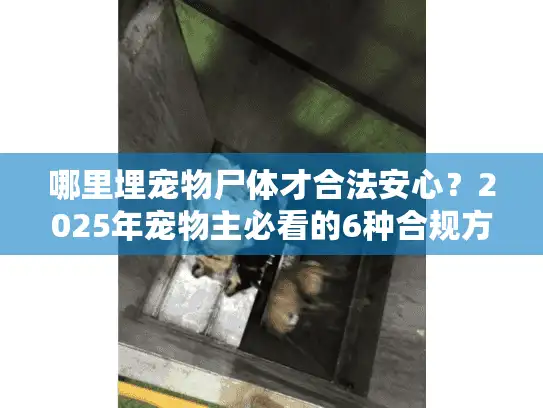 哪里埋宠物尸体才合法安心？2025年宠物主必看的6种合规方案
