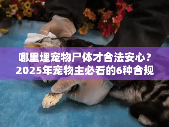 哪里埋宠物尸体才合法安心？2025年宠物主必看的6种合规方案