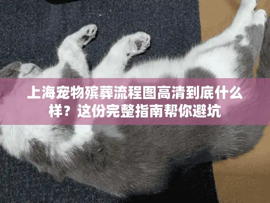 上海宠物殡葬流程图高清到底什么样？这份完整指南帮你避坑