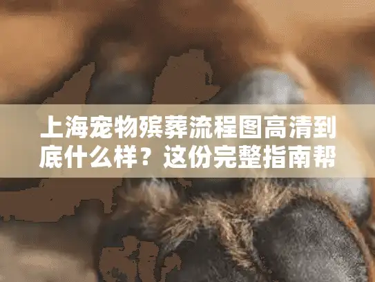 上海宠物殡葬流程图高清到底什么样？这份完整指南帮你避坑