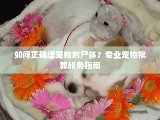 如何正确埋宠物的尸体？专业宠物殡葬服务指南
