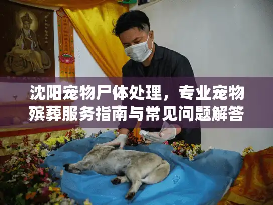 沈阳宠物尸体处理，专业宠物殡葬服务指南与常见问题解答