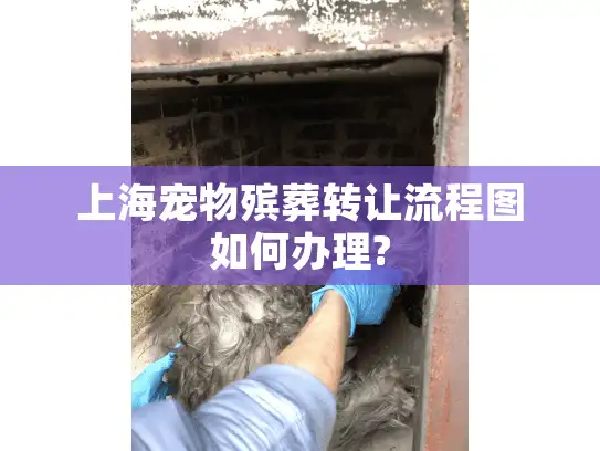 上海宠物殡葬转让流程图如何办理?