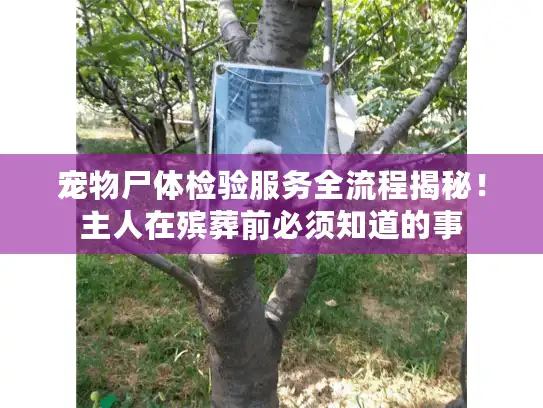 宠物尸体检验服务全流程揭秘！主人在殡葬前必须知道的事