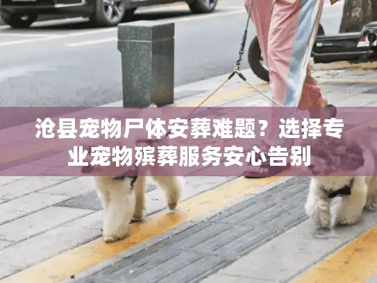沧县宠物尸体安葬难题？选择专业宠物殡葬服务安心告别
