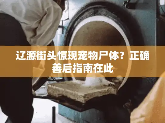 辽源街头惊现宠物尸体？正确善后指南在此