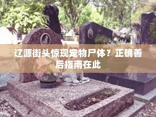 辽源街头惊现宠物尸体？正确善后指南在此