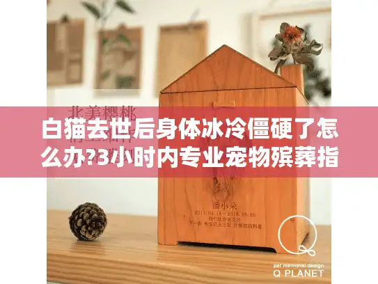 白猫去世后身体冰冷僵硬了怎么办?3小时内专业宠物殡葬指南