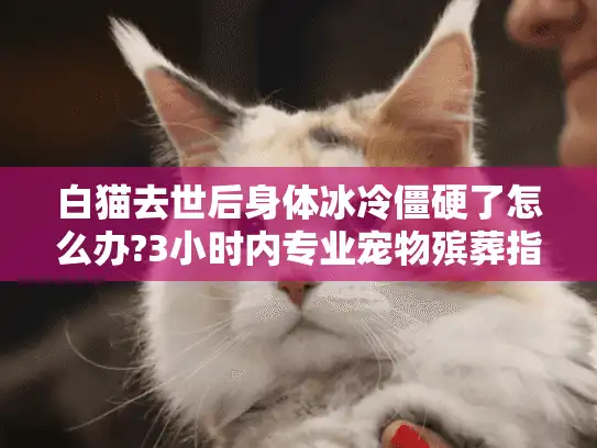 白猫去世后身体冰冷僵硬了怎么办?3小时内专业宠物殡葬指南