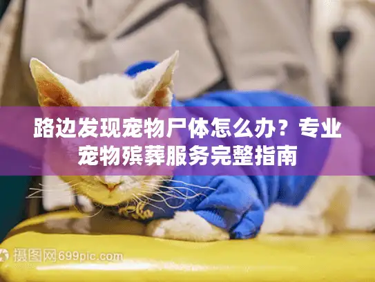 路边发现宠物尸体怎么办？专业宠物殡葬服务完整指南