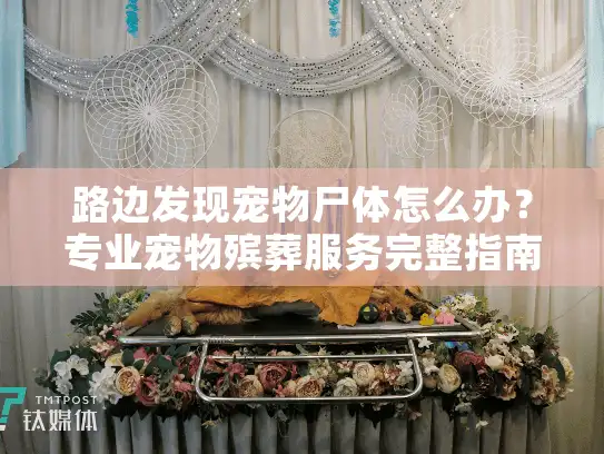 路边发现宠物尸体怎么办？专业宠物殡葬服务完整指南