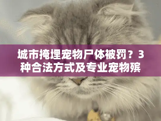 城市掩埋宠物尸体被罚？3种合法方式及专业宠物殡葬服务推荐