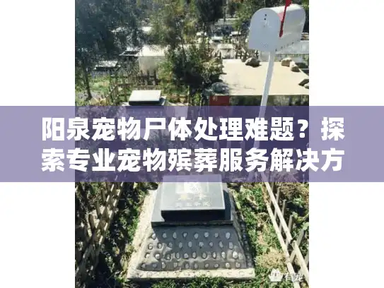 阳泉宠物尸体处理难题？探索专业宠物殡葬服务解决方案
