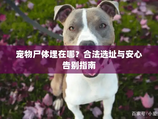 宠物尸体埋在哪？合法选址与安心告别指南