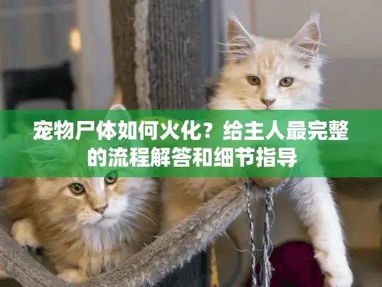 宠物尸体如何火化？给主人最完整的流程解答和细节指导