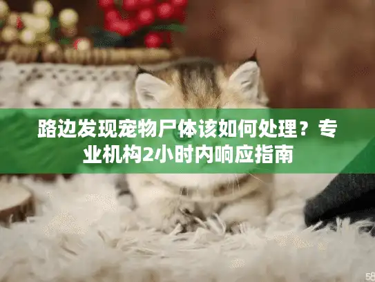 路边发现宠物尸体该如何处理？专业机构2小时内响应指南