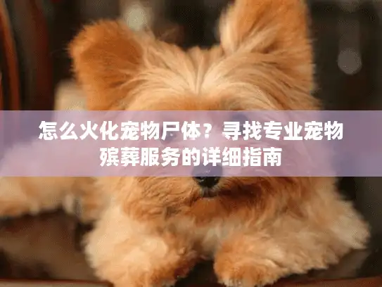 怎么火化宠物尸体？寻找专业宠物殡葬服务的详细指南