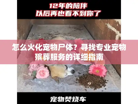 怎么火化宠物尸体？寻找专业宠物殡葬服务的详细指南