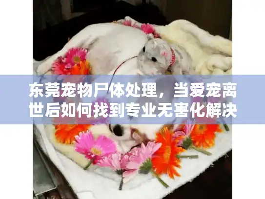 东莞宠物尸体处理，当爱宠离世后如何找到专业无害化解决方案